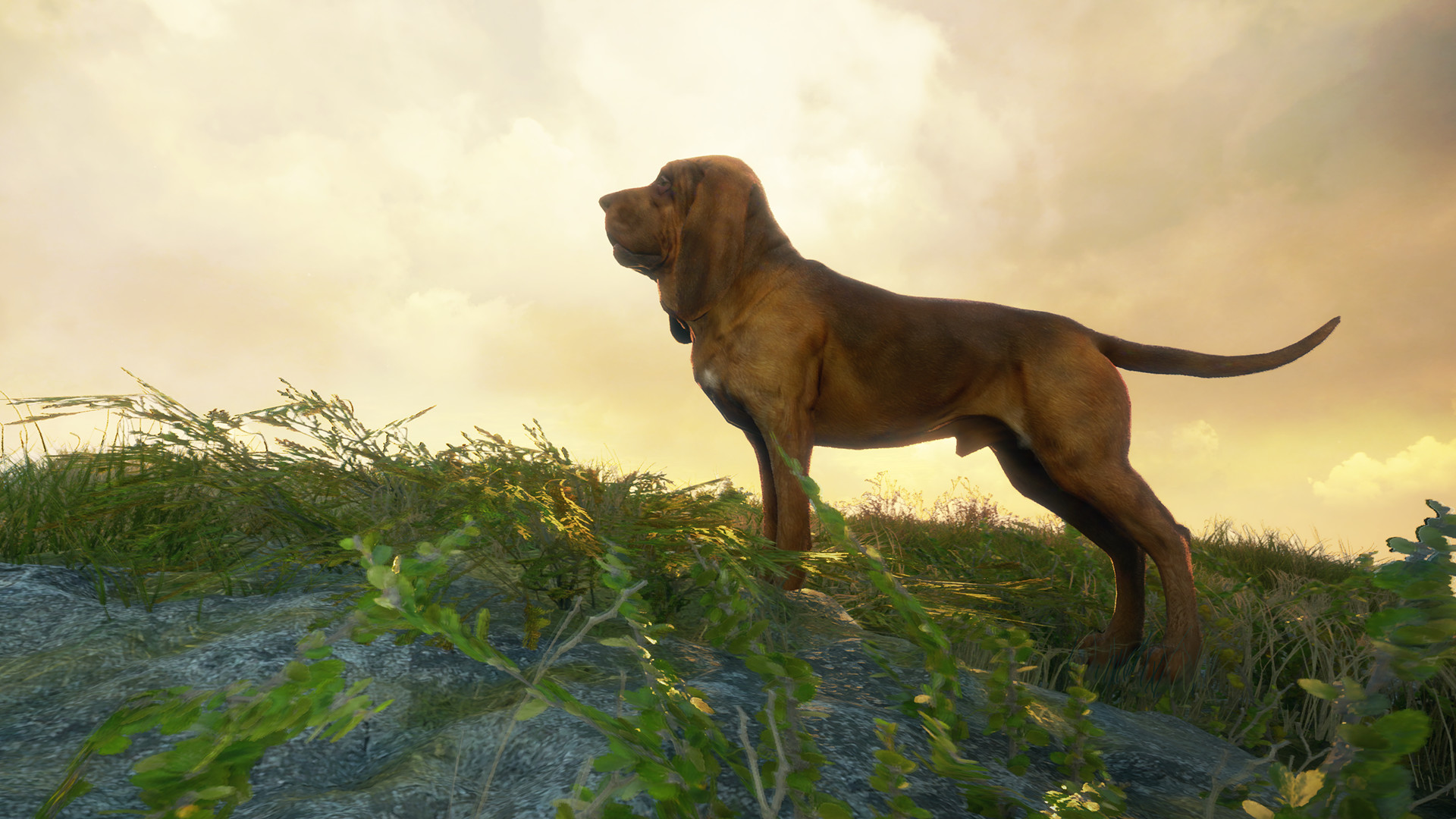 theHunter: Call of the Wild - Bloodhound DLC Steam Altergift (5.64$)